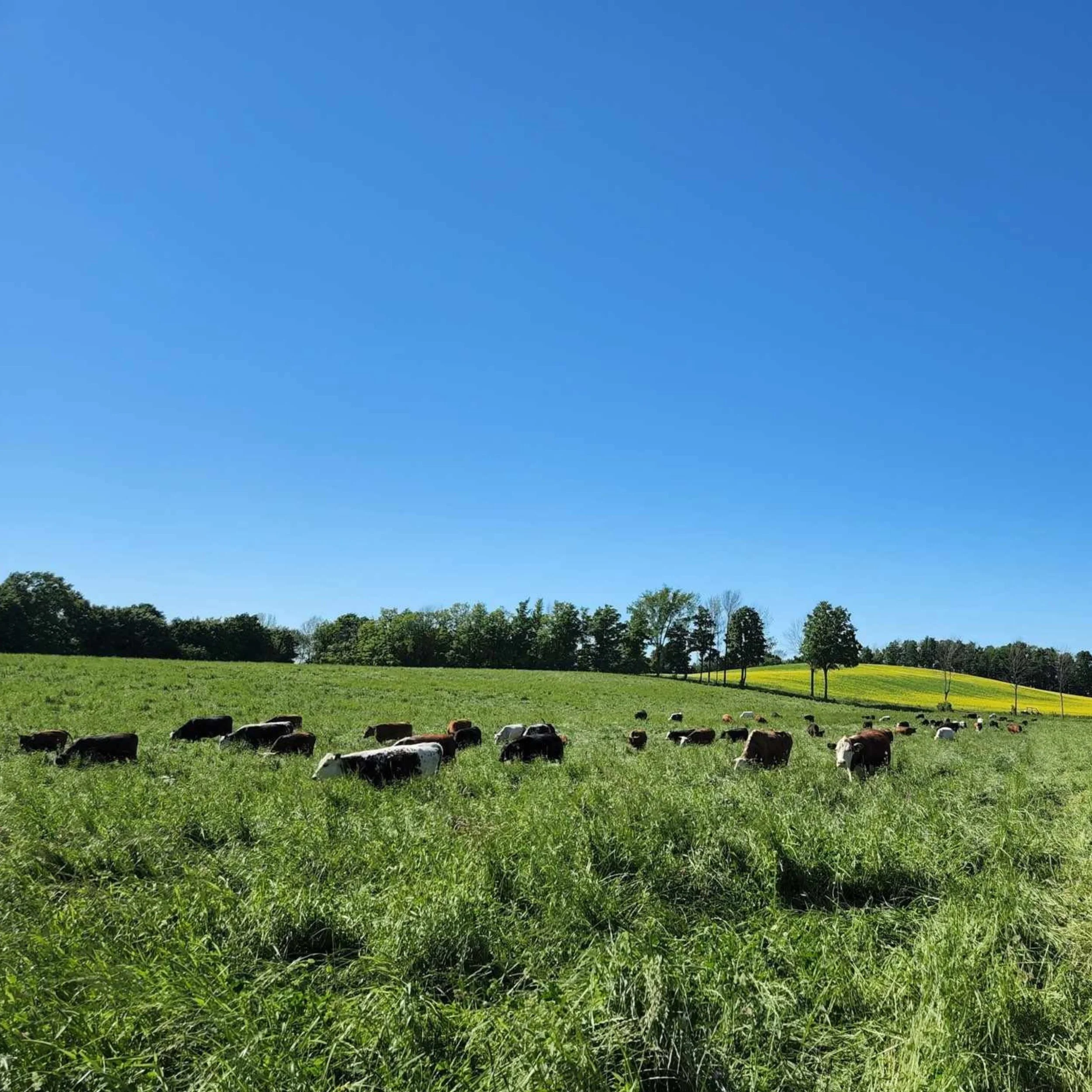 Organic Beef Striploin Steak