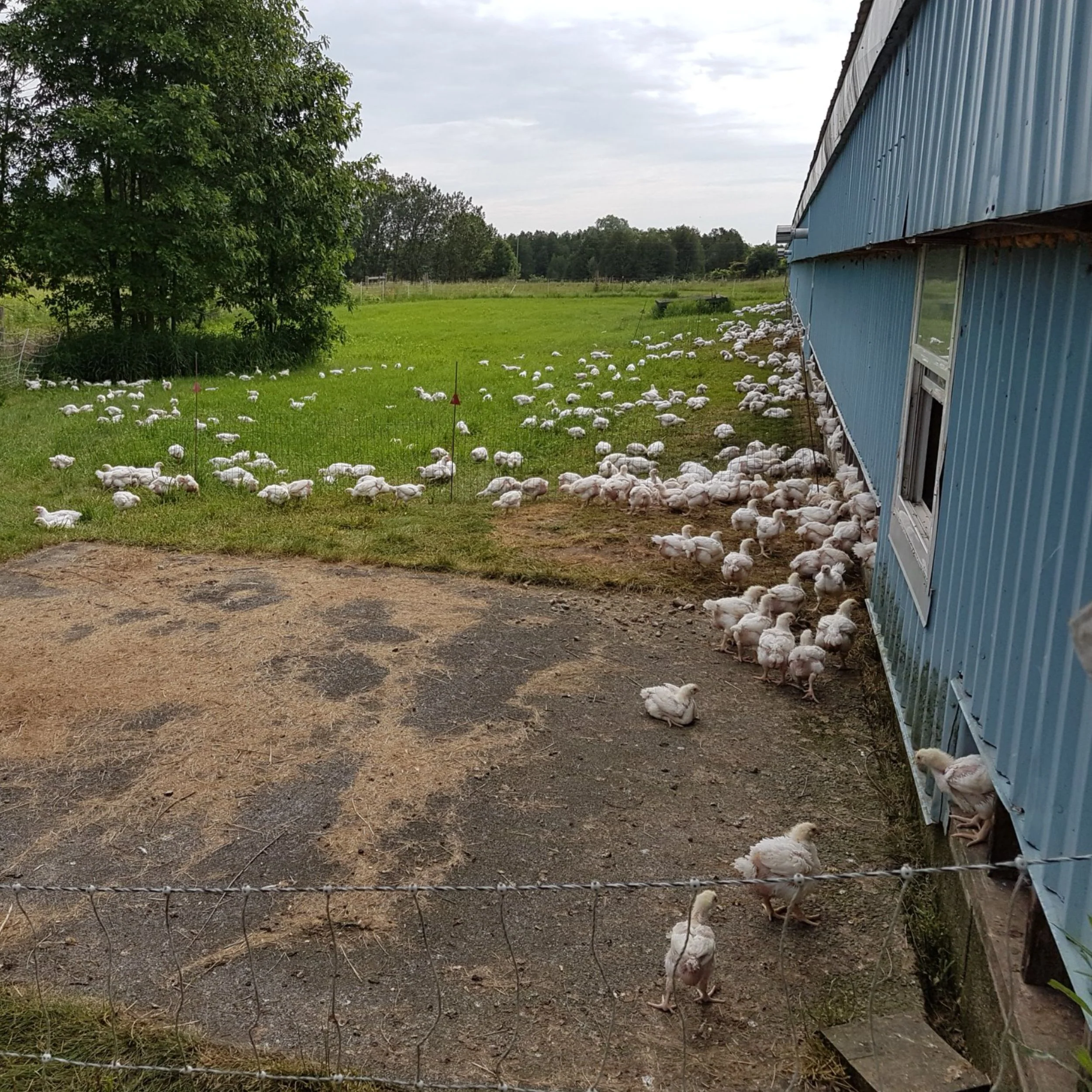 Local Organic Chicken Box